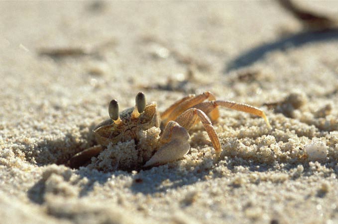 Curious Crab